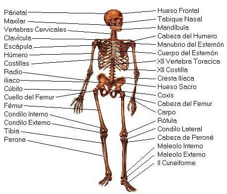 Huesos Sistema Esquelético o Sistema Óseo y sus funciones