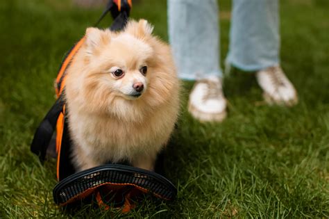 Fox Face Pomeranian: A Guide to This Adorable Breed