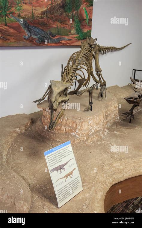 Skeleton of a Rauisuchid, Triassic period top predator (technically not ...