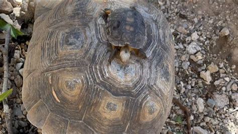 Climate Matters Desert Tortoise Impact In Arizona Youtube