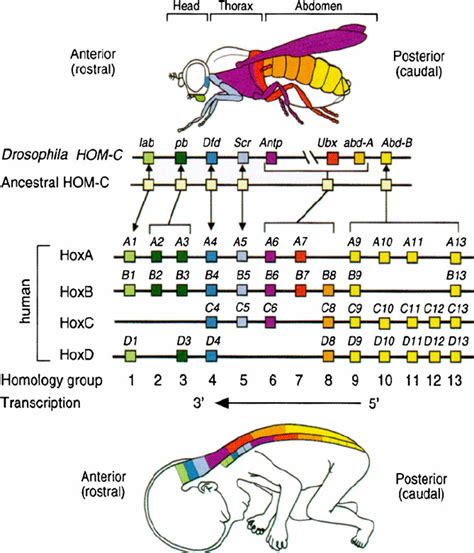 Drosophila Gene Map