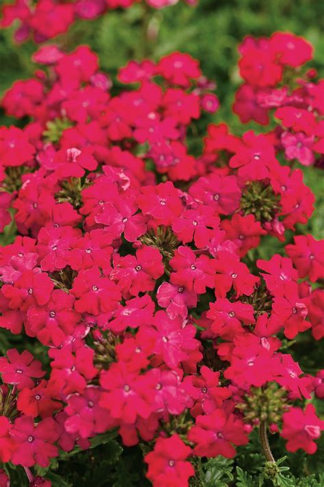 This Is A Verbena Hybrid It Comes In All Colors And Is Great For