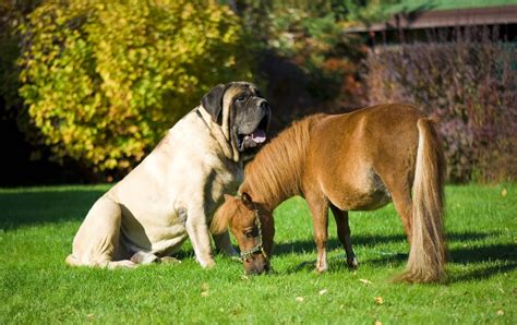 18 Largest Dog Breeds in the World | Greenfield Puppies