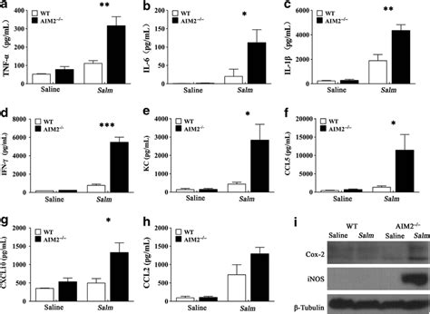 Absent In Melanoma 2 AIM2 Deficiency Results In Elevated