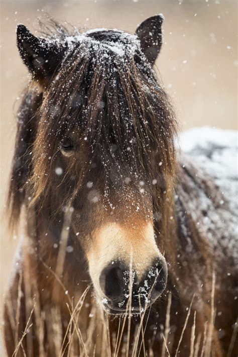 The Exmoor Pony Hq Magazine