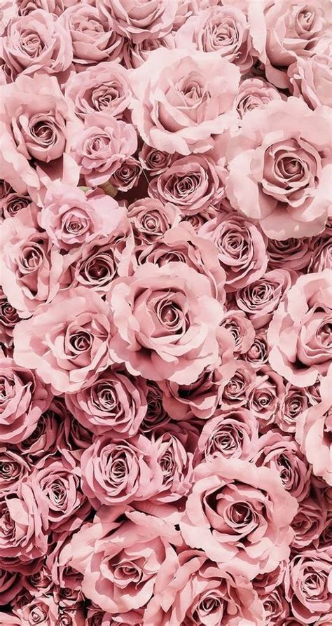 Download Pastel Pink Roses Background Wallpaper | Wallpapers.com