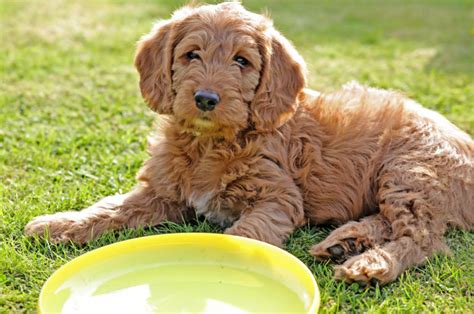 200+ Labradoodle Names: The Doodliest Of Them All