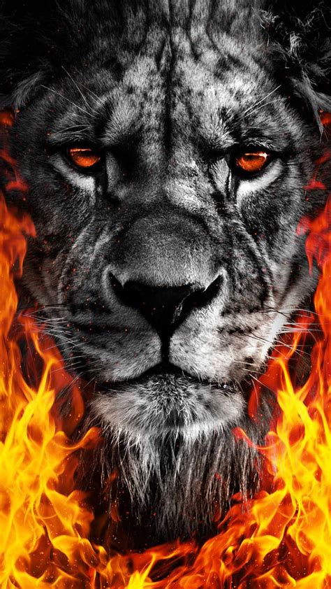 [100+] Fire Lion Backgrounds | Wallpapers.com