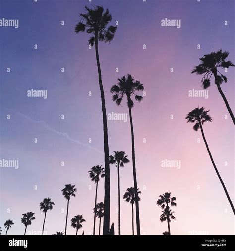 Palm trees, Los Angeles, sunset sky Stock Photo - Alamy