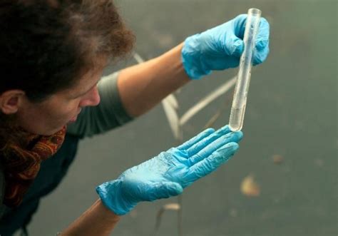 Siete Idioma Grano La Escasez Del Agua Cocodrilo Tonto Hacer