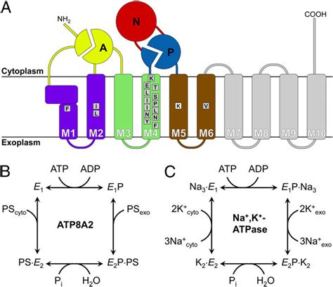 Topology And Reaction Schemes Of Flippase And Na K Atpase A