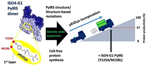 Ijms Free Full Text Crystal Structure Of Pyrrolysyl Trna Synthetase