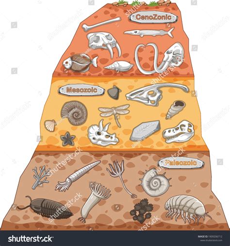 Paleozoic Fossils Over Royalty Free Licensable Stock Illustrations