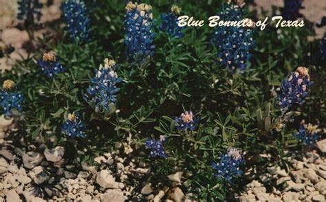 Vintage Postcard Blue Bonnets Texas State Flower Lupinus Texensis