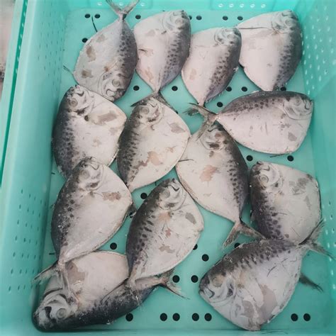 Frozen Whole Round Moonfish 100 250g Moon Fish Moonfish And Moon Fish