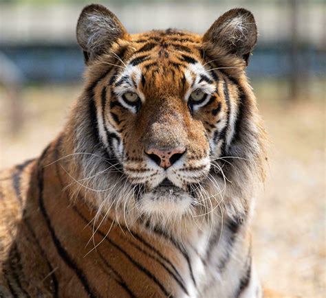 Da oggi in vigore nuove leggi su animali selvatici, esotici e domestici