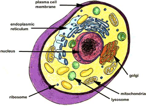 Cell Structure Diagram Lysosome Lysosomes Diagram Labeled