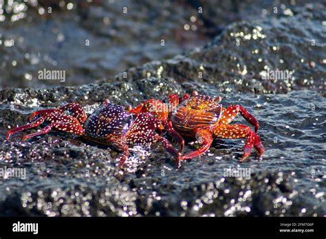 Sally Lightfoot Crabs On Lava Rock At Punta Espinoza Fernandina Island