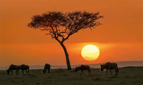 Safari Sunset Wallpaper | Happywall