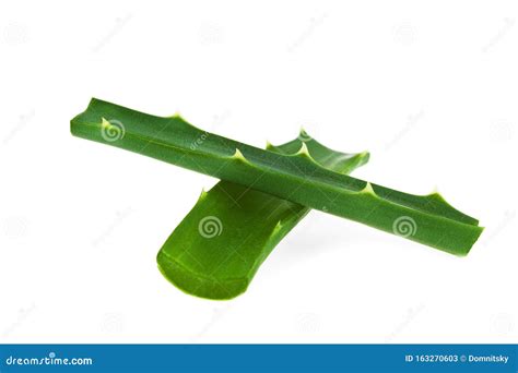 Folha Fresca Aloe Vera Isolada Em Fundo Branco Imagem De Stock Imagem