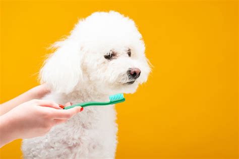 Dog Dental Care | Pet Parents®