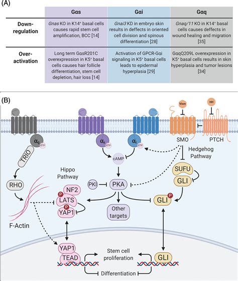 The Landscape Of Gpcr Signaling In The Regulation Of Epidermal Stem Cell Fate And Skin