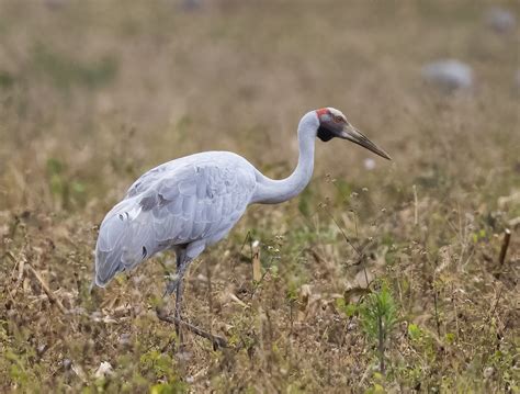 Brolga Brolga PSeubert Flickr