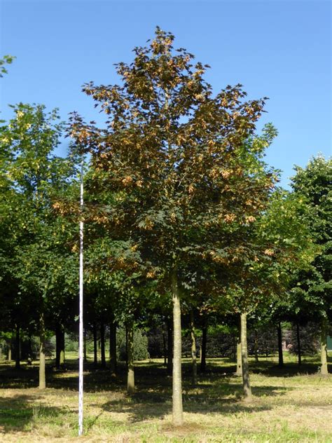 Acer Pseudoplatanus Gewone Esdoorn Bergesdoorn Van Den Berk