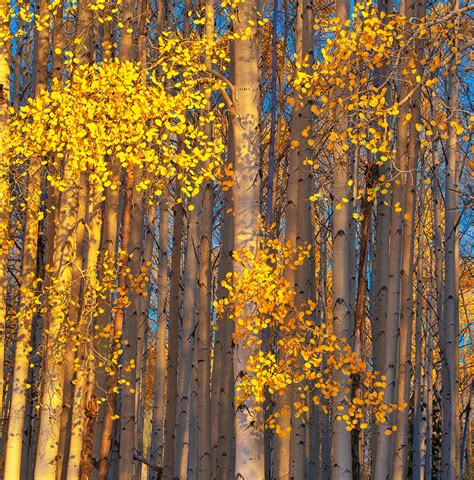 Arizona Aspen Flagstaff Arizona Stan Rose Photography