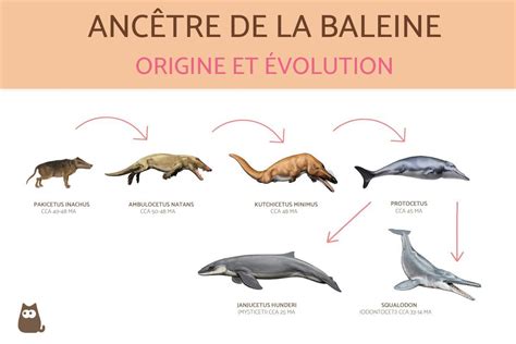 Anc Tre De La Baleine Origine Et Volution De La Baleine