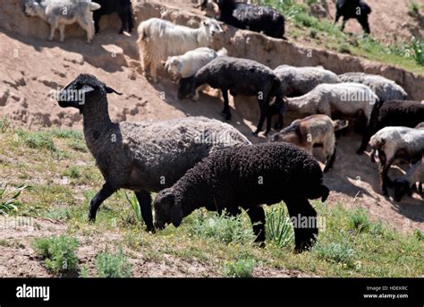 Black Sheep In Grass Hi Res Stock Photography And Images Alamy