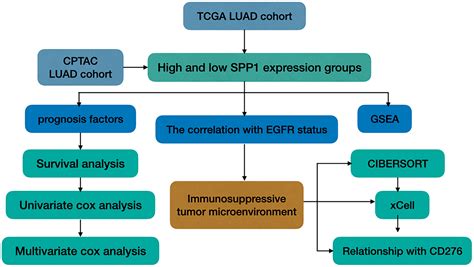 Frontiers The Correlation Between SPP1 And Immune Escape Of EGFR