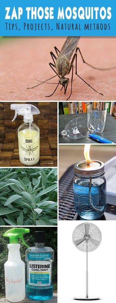 13 Stink bug repellent ideas | bug repellent, stink bugs, stink bug ...