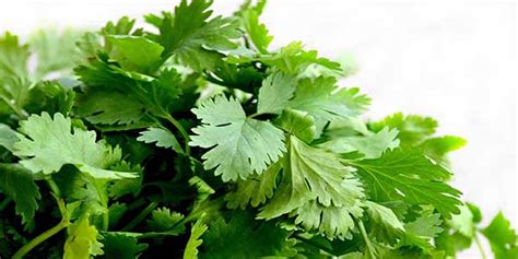 Coriander Leaves Hara Dhaniya Uses Health Benefits Side Effects