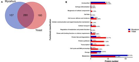 Frontiers Comparative Proteomic Analysis Of Histoplasma Capsulatum