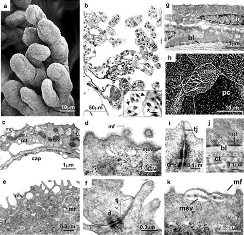 Morphology And Ultrastructure Of The Gills Af And Integument Gk