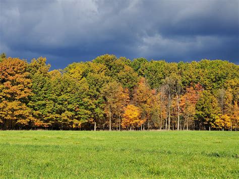 West Michigan trees in fall. : r/pics