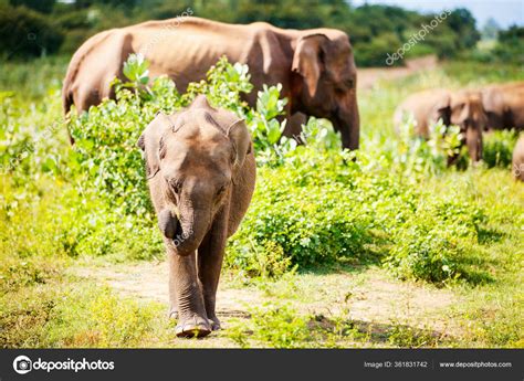 Sri Lankan Wild Elephants Safari National Park — Stock Photo © shalamov #361831742