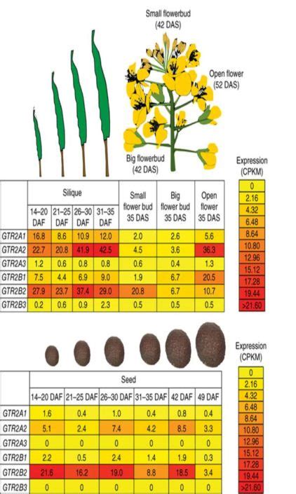 Brassica Oilseeds Transporter Gene Mutations Decrease Antinutritional