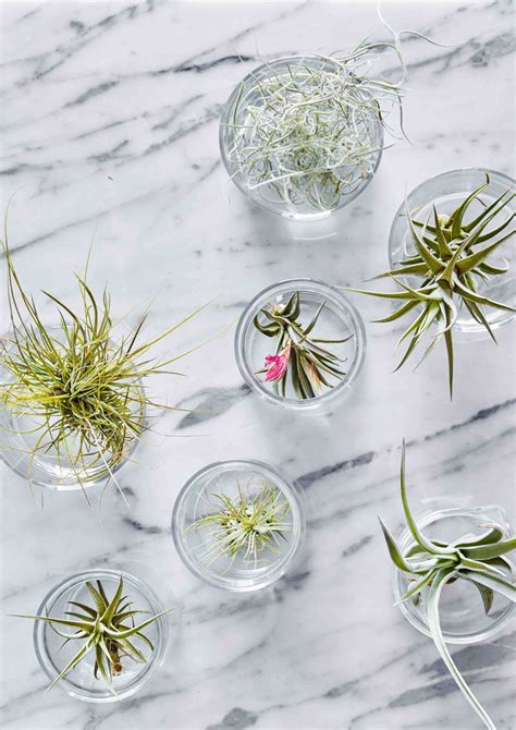 Go Green 5 Inspiring Ways To Decorate Your Home With Air Plants