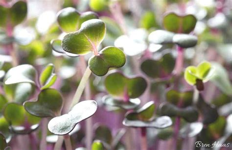 Growing Microgreens Indoors Using LED Grow Lights – Bren Haas Website