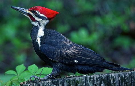 Dónde Vive El Pájaro Carpintero Sooluciona