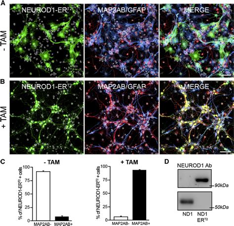 Inducible Neurod Expression Using Tam In Cultured Nspcs A