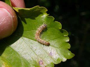 Fall Webworm: Identification, Life Cycle, Facts & Pictures