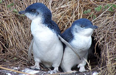 little-blue-penguin | Baby Animal Zoo