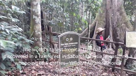 Worlds Tallest Tropical Tree Taman Bukit Tawau Malaysia Dec 2017