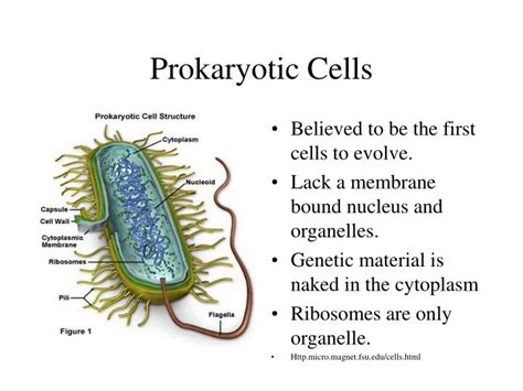 PPT - Prokaryotic Cells PowerPoint Presentation - ID:5383859