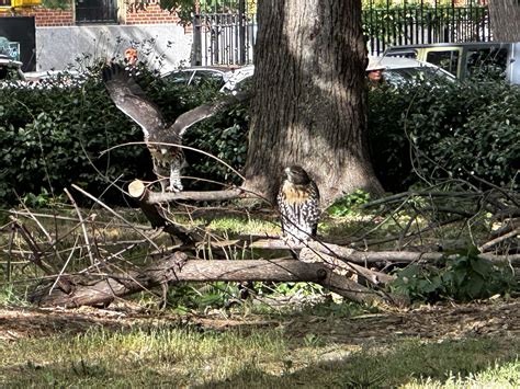 A couple of red tail hawks having a good time in the park. : r/birding