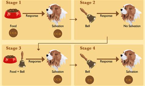 The science behind Pavlovian conditioning #infographic | Child ...