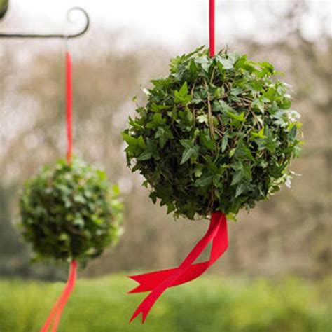 Buy Festive Ivy Ball Hedera Living Ivy Ball Delivery By Crocus